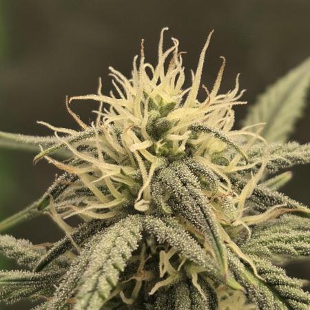 Mephisto Grow