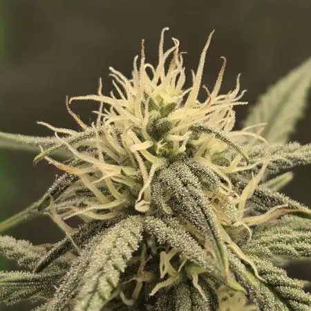 Mephisto Grow