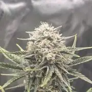 Mephisto Grow