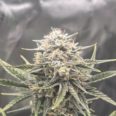 Mephisto Grow