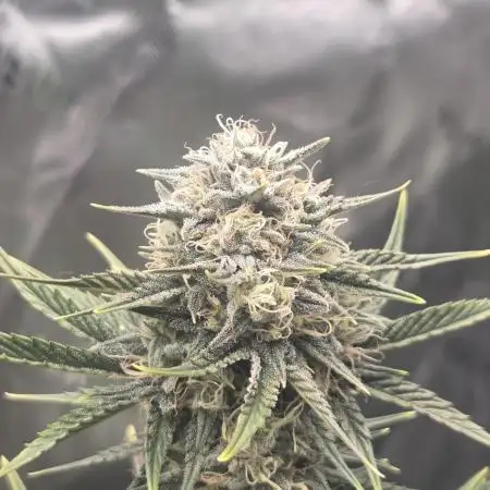 Mephisto Grow