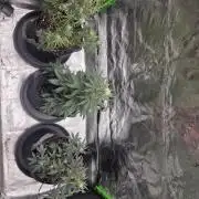 Mephisto Grow