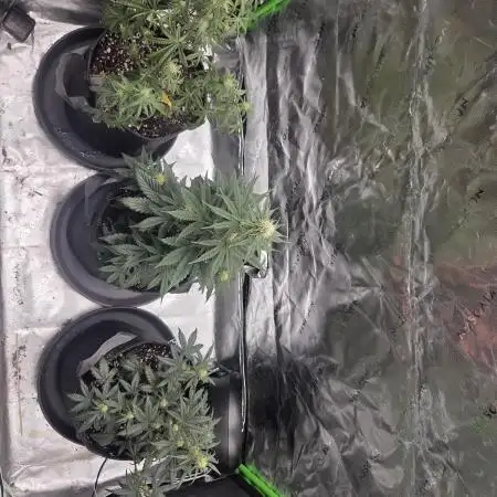 Mephisto Grow