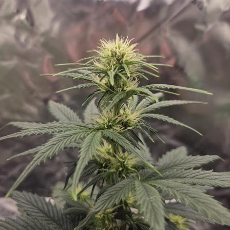 Mephisto Grow