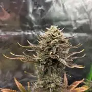 Mephisto Grow