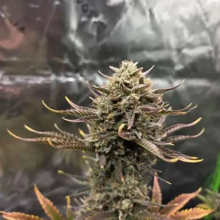 Mephisto Grow