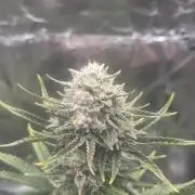 Mephisto Grow