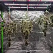 Mephisto Grow