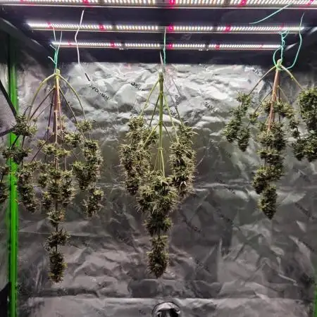 Mephisto Grow