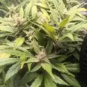 Purple lemonade first indoor grow ever