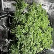 Planet of the Grapes First Grow