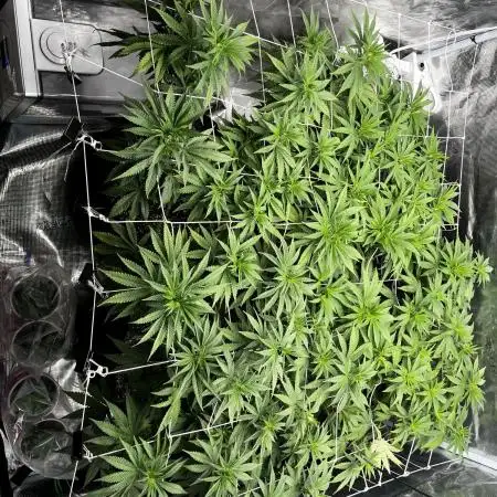 Planet of the Grapes First Grow