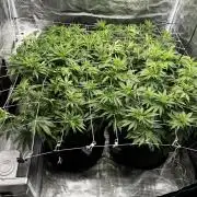 Planet of the Grapes First Grow