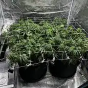 Planet of the Grapes First Grow