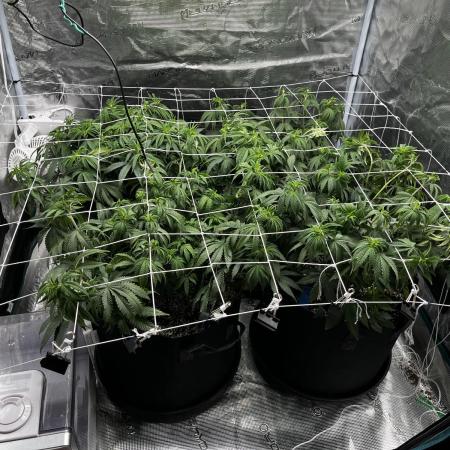 Planet of the Grapes First Grow