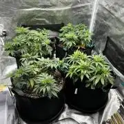 Planet of the Grapes First Grow