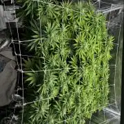Planet of the Grapes First Grow