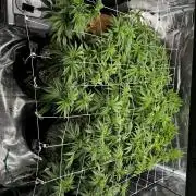 Planet of the Grapes First Grow