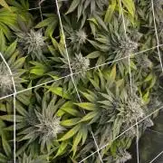 Planet of the Grapes First Grow