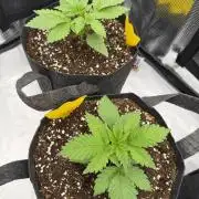 Larry OG - The Cali Connection + DoSiDos