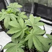 Larry OG - The Cali Connection + DoSiDos