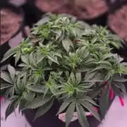 Beginner Auto Grow Journal