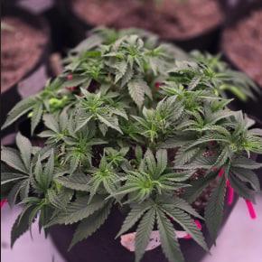 Beginner Auto Grow Journal