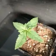 Kush'one