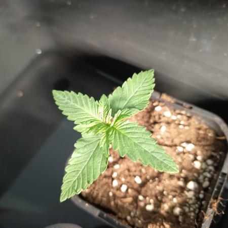 Kush'one