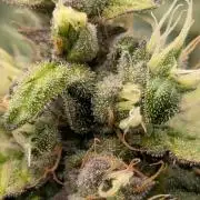 Fast Eddy Automatic CBD
