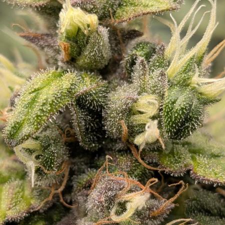 Fast Eddy Automatic CBD