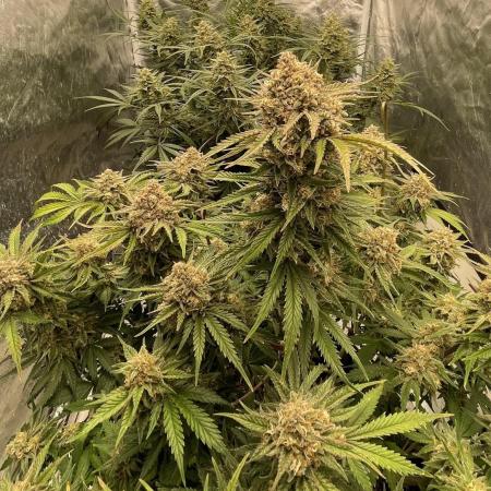 Cherry Cola RF3 #1
