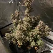 Apple Strudel Autoflower #2