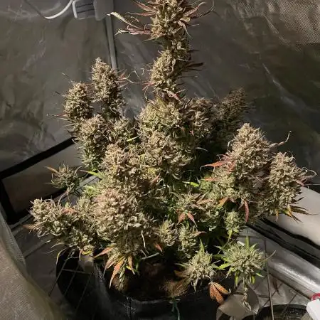 Apple Strudel Autoflower #2