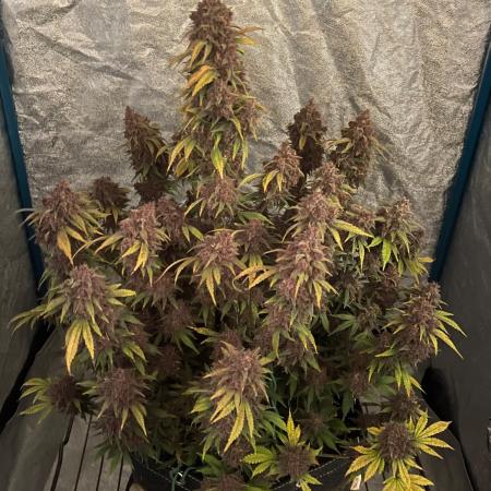 Banana Purple Punch RF3 auto #1