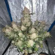 Cherry Cola RF3 #1