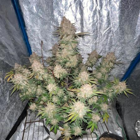 Cherry Cola RF3 #1
