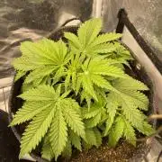 Cherry Cola RF3 #1