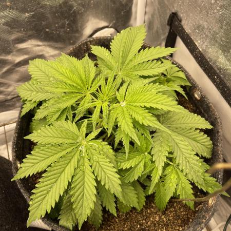 Cherry Cola RF3 #1