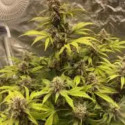 Banana Purple Punch RF3 auto #1