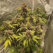 Banana Purple Punch RF3 auto #1