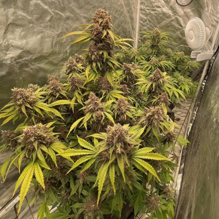 Banana Purple Punch RF3 auto #1