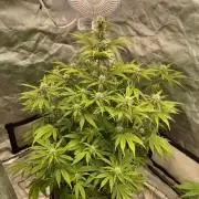Banana Purple Punch RF3 auto #1