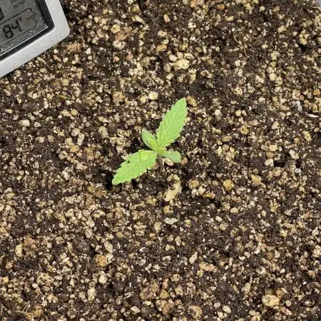 Banana Purple Punch RF3 auto #1