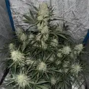 Apple Strudel Autoflower #2