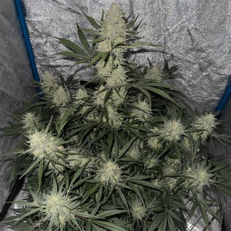 Apple Strudel Autoflower #2