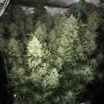 Fastbuds - Lemon Pie Autoflower round #1
