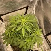 Banana Purple Punch RF3 auto #1