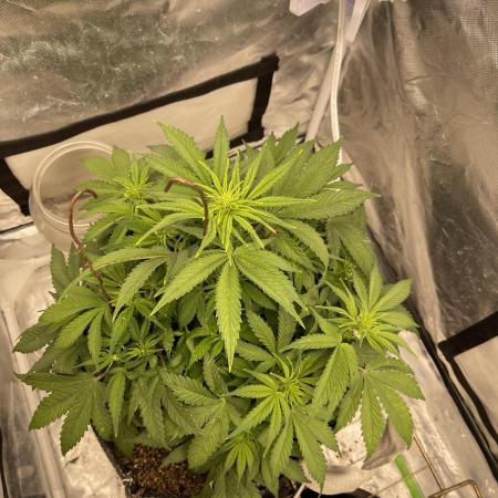 Banana Purple Punch RF3 auto #1