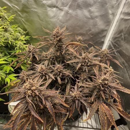 Guava Autoflower